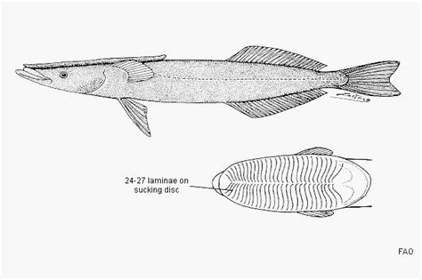 remora fish diagram 